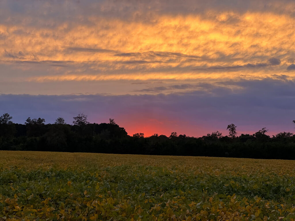 Sunset Field