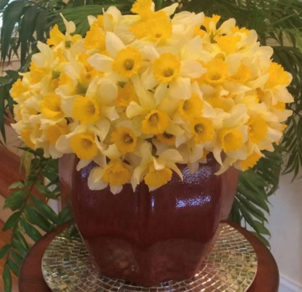 daffodils
