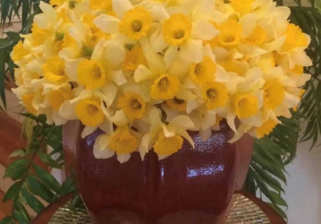 daffodils