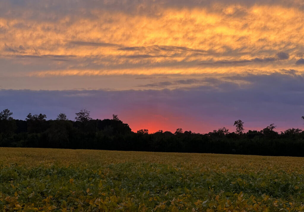 Sunset Field